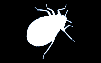 The Costs of Bed Bug Extermination in San Antonio