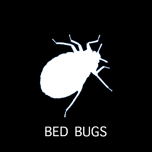 bed bug extermination in San Antonio, Texas