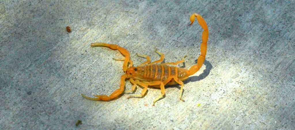 scorpion control in San Antonio, Texas