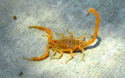 The Best Scorpion Prevention Strategies for San Antonio Residents