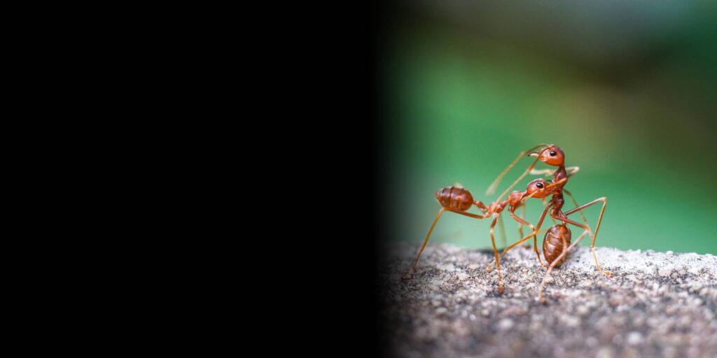 ant control in San Antonio, Texas