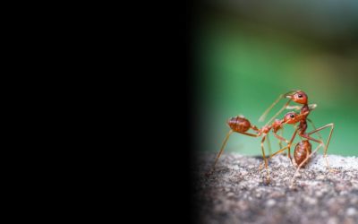 Why DIY Ant Control Fails and What Professional Exterminators in San Antonio Can Do