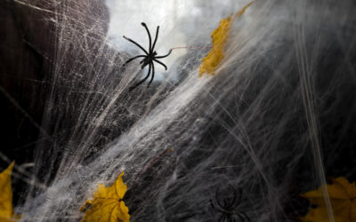 How to Get Rid of Brown Recluse Spiders