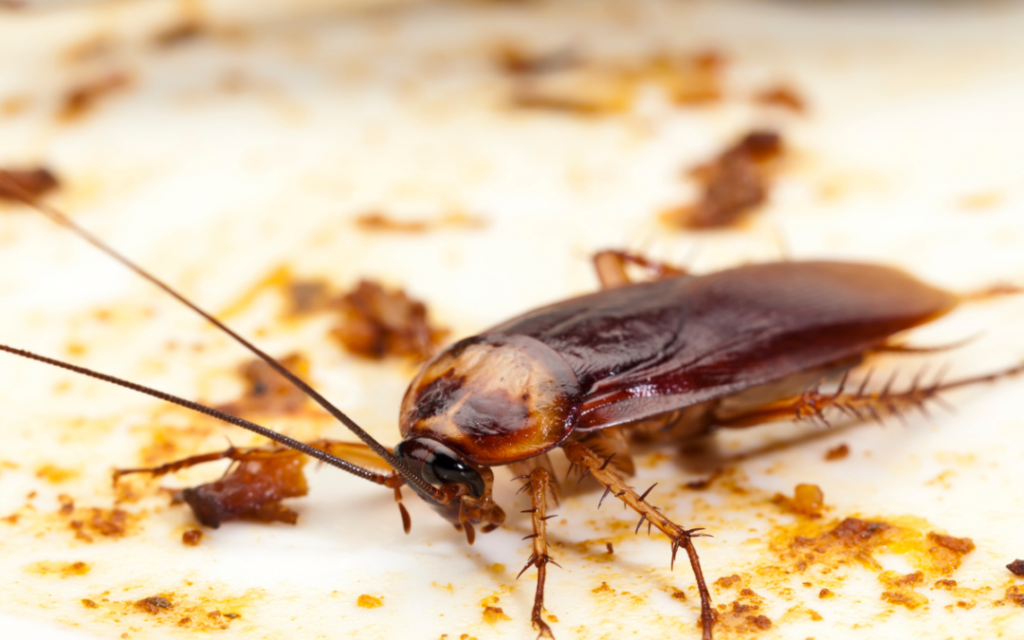 cockroach control in San Antonio, TX