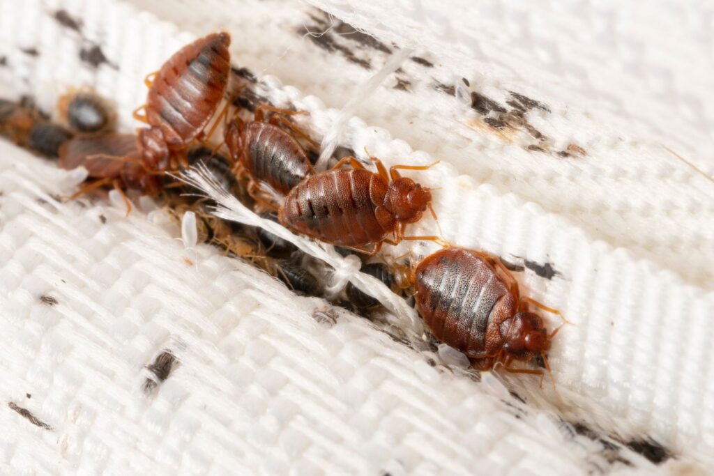 bed bug control in San Antonio, Texas