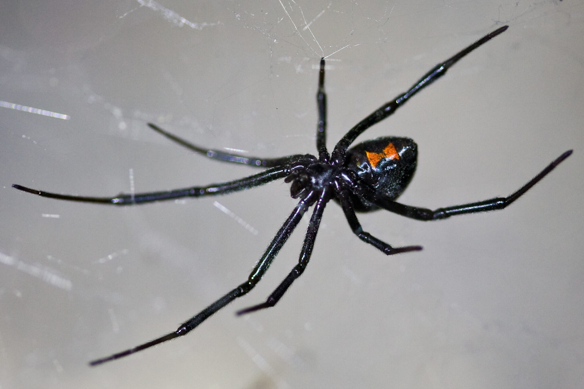 black widow control in San Antonio, Texas