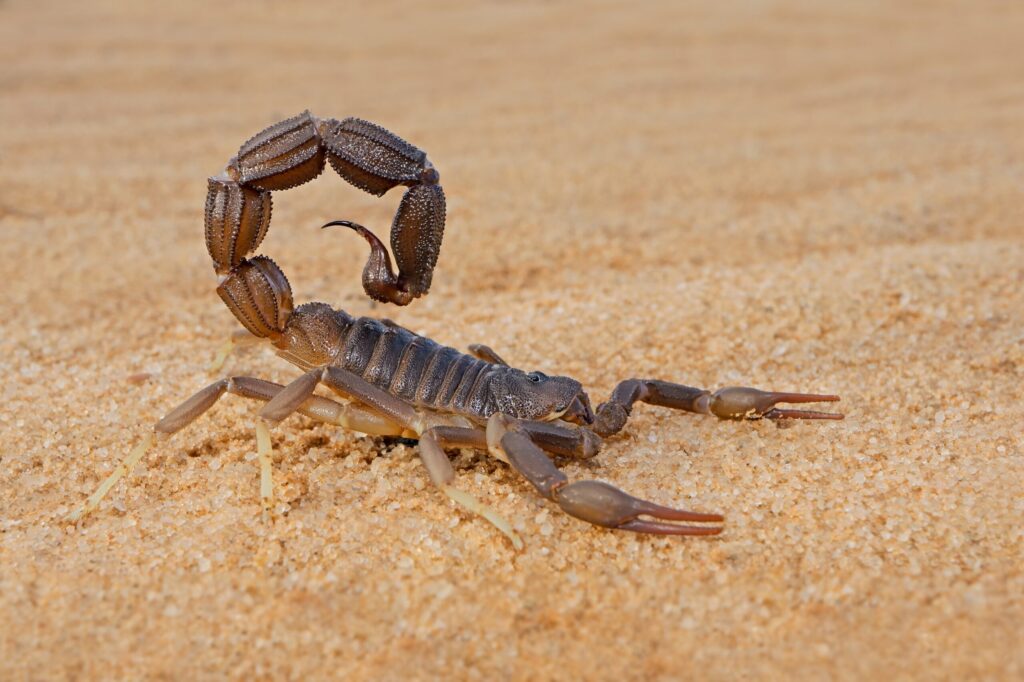 scorpion control in San Antonio, Texas