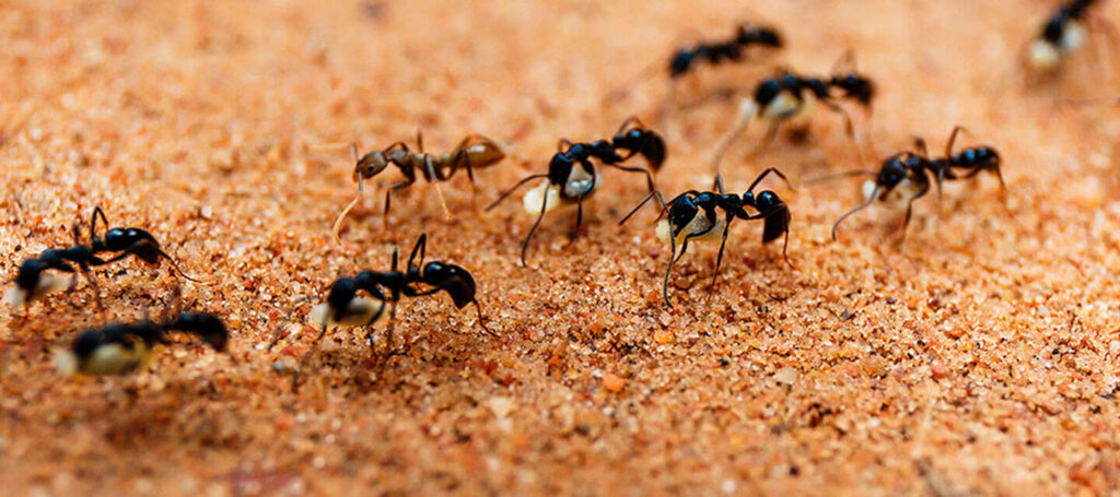 ant control in San Antonio, TX