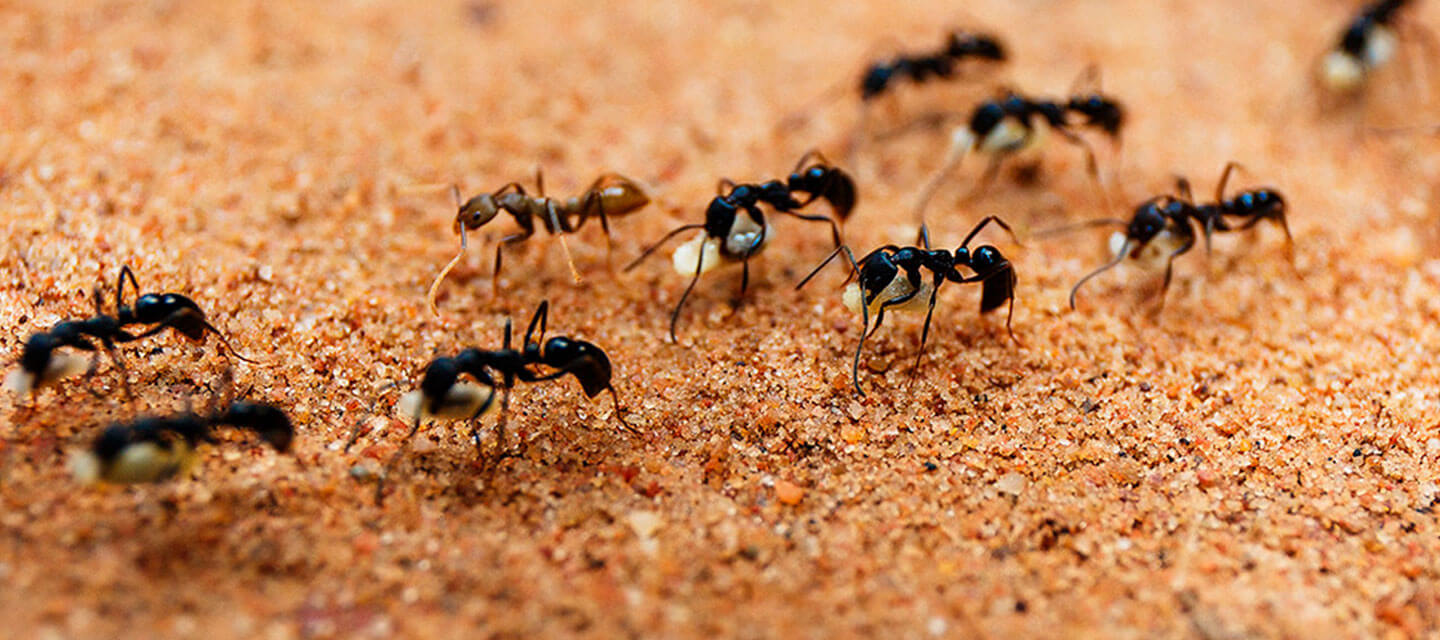 ant control in San Antonio, TX
