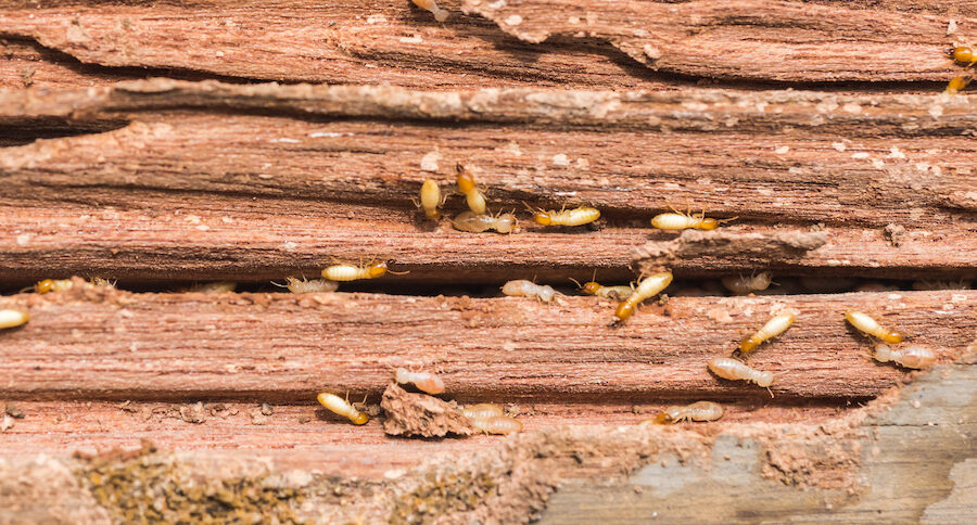 termite control in San Antonio, TX